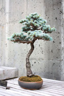 architrk:  Bonsai exhibit highlights