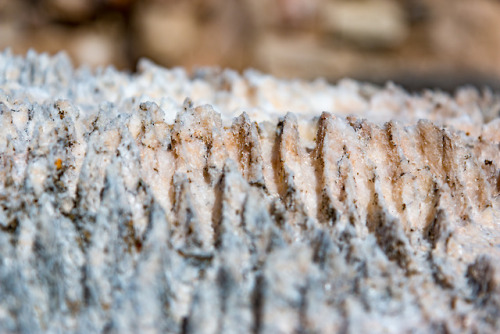 Craters.Close up of withered lime stone.