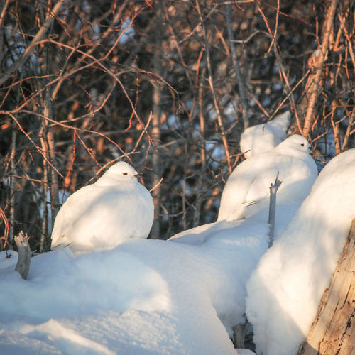 becausebirds:jeanpolfus:Ptarmigan huddling for warmth. Tulit’a, Northwest Territories, Canada.birb o