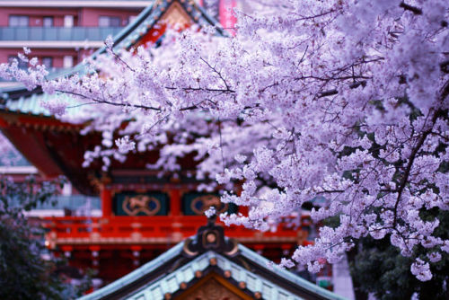 yuikki:SAKURA x shrine by Hidehiro Kigawa on Flickr.