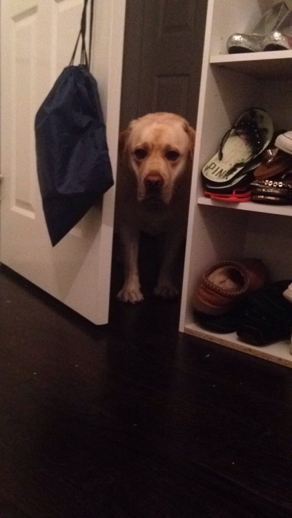 taggedrne:  bubba doesn’t know how to walk through halfway opened doors and accepted his defeat