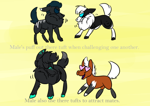 ask-vasara:  MOD: Here are the basics of what a pelko are. There is a ton more but i wanted to list the most important ones. Pelkos are a closed species  Previous post: LINK  =O