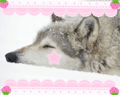 CUTE WOLVES!!!
