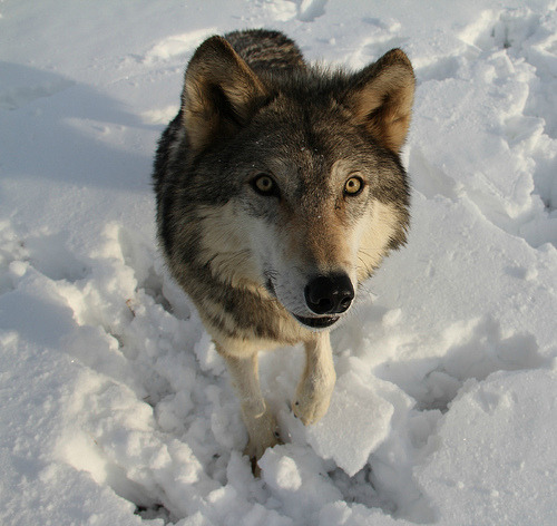 wolveswolves:  By   	McKenzie Greenly 	  	 						 			     