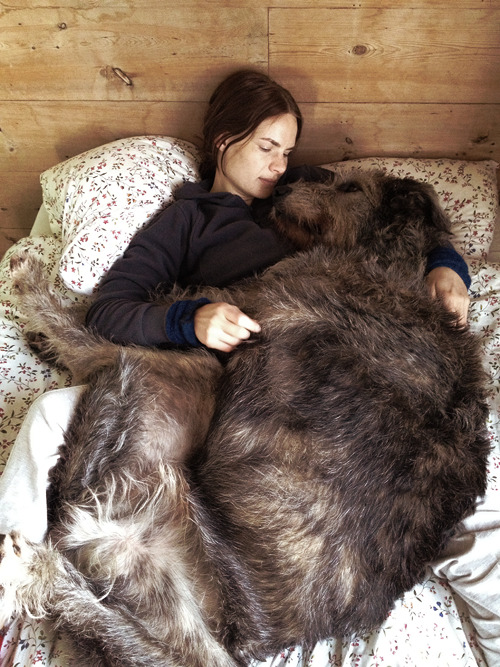 magpieandwhale:  mmeflamel:  sarnain: [x]  Irish wolfdogs think they are just little puppies.Sparkling soul in a giant’s body.  This makes me happy on a subatomic level. 