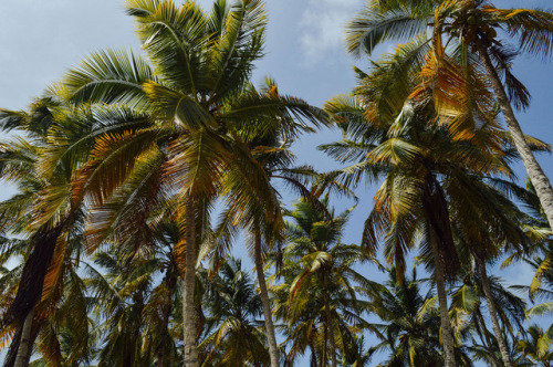 Palm trees. Morrocoy National Park, Venezuela.Photography Blog