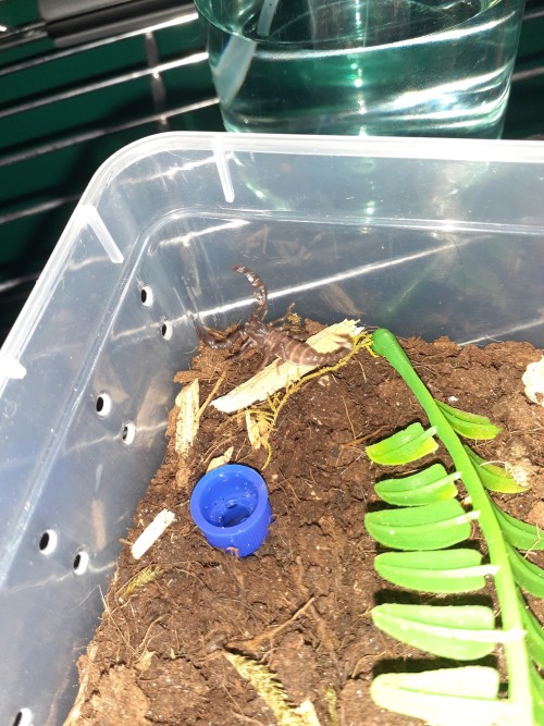 Baby Scorpions Photodump