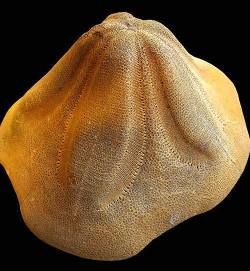 cloudair-paleontology:Clypeaster. Miocene. Spain