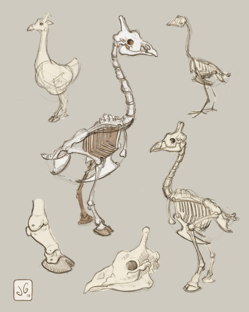 If you squished a chicken and giraffe together, what would its skeleton look like? Maybe something l