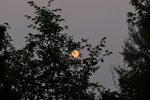 julykings:there’s a lot of smoke from the fires in the west but it makes for an interesting sunrise