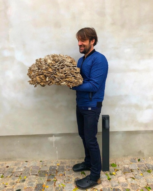 northmagneticpole:I’m holding a giant mushroom called “Hen of the woods” - the fla