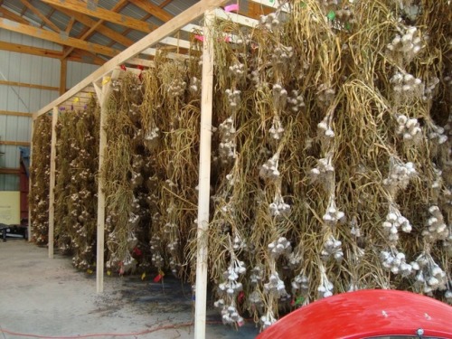 Great advice for curing garlic…GARLIC CURING SYSTEMS AND CONDITIONS FOR HOME AND SMALL SCAL