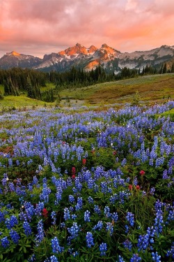 sundxwn: Tatoosh Range by Henrik Anker Bjerregaard