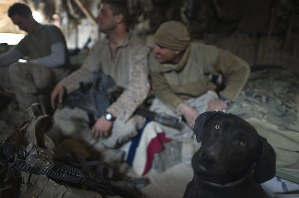 majorleagueinfidel:  War Dogs serving in Afghanistan – 2007-2012. 