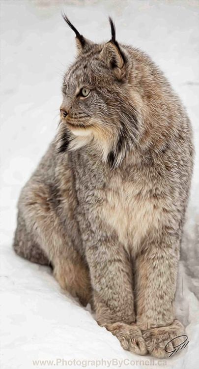 generouskittendragon:Canadian Lynx - Wildlife