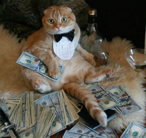 XXX totallyrandomstuffbyme:  This is moneycat: photo