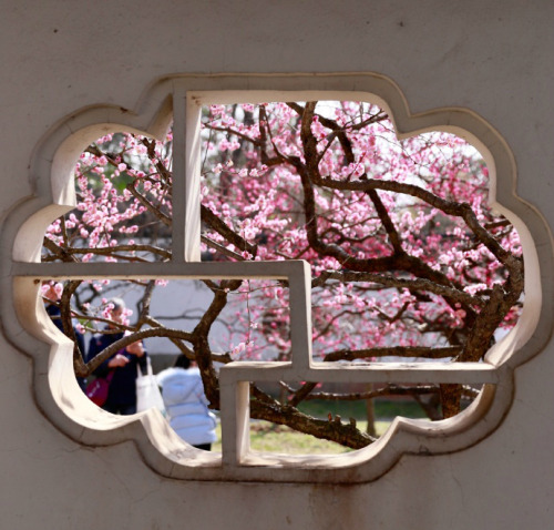Plum blossoms by 影像视觉杨 | 娟子看天下 | 汤S同学