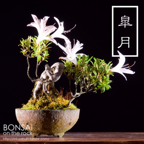 皐月の小品盆栽SATSUKI azalea bonsai (shohin)2018.5.19 撮影bonsai on the rock| Creema | BASE | Zazzle.co.jp | 