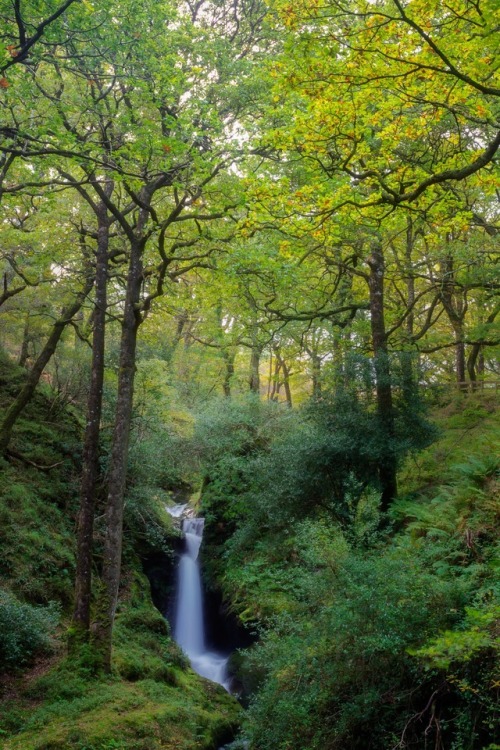 silvaris: Mystic Woods - Glorious mid morning light in Glendalough by Ronan HD