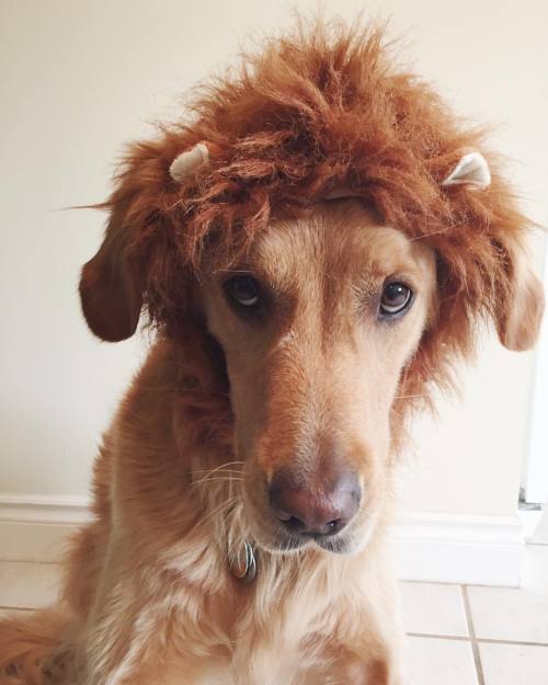 Happy Halloween from the Cowardly Lion #bradyroo #golden #goldenretriever #goldensofinstagram #vsco 