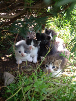 taskscape:  awwww-cute:  Heard noises and went in to investigate. Found these under some bushes at my work garage. They are the recent litter of kittens by our adopted shop stray  BABIES! 