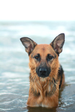 handsomedogs:  Handsomedogs’ Photography