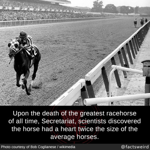 shittypostarchive:mindblowingfactz:Upon the death of the greatest racehorse of all time, Secretariat