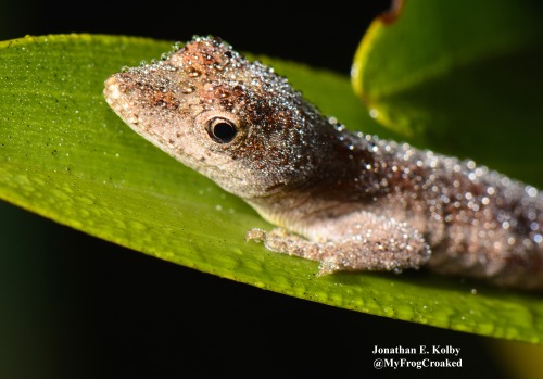 myfrogcroaked:There many endangered species in Cusuco National Park, in addition to the frogs we’re 