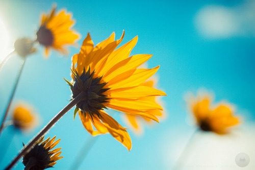 Sunshine and happiness [explored] by icemanphotos on Flickr.
