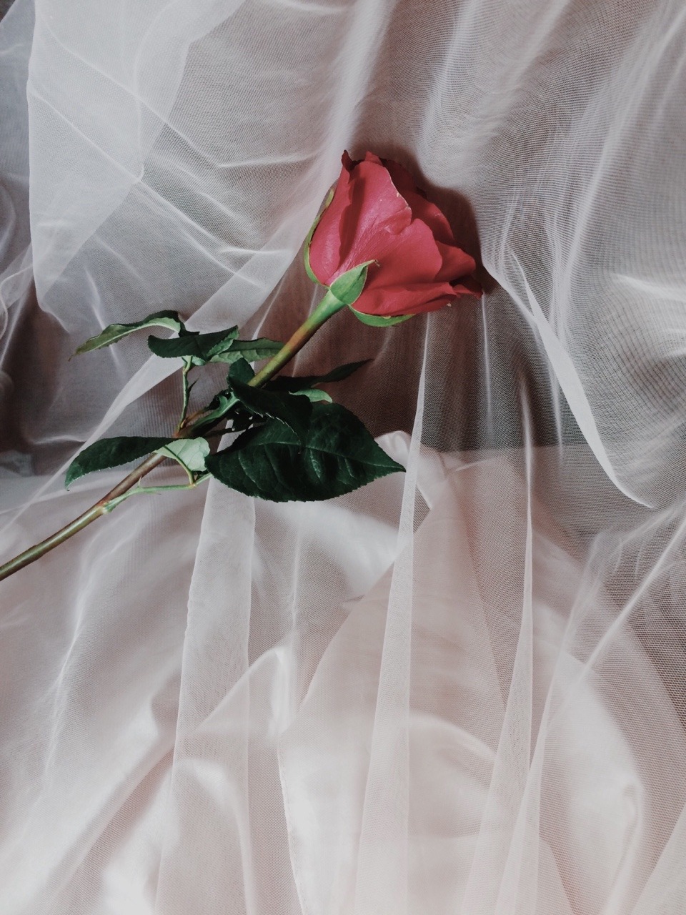 t1cc: She is like a rose, she’s beautiful and enchanting, but her roots are full