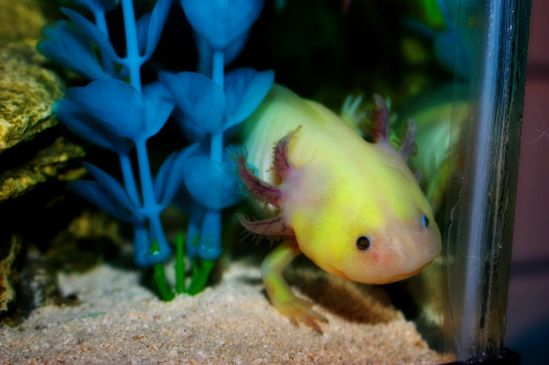 long-mao:sillyaxolotls:d0tsand-dashes:Here you go, Sasha!! This is Billie Joe, Cambria and Gus, and 