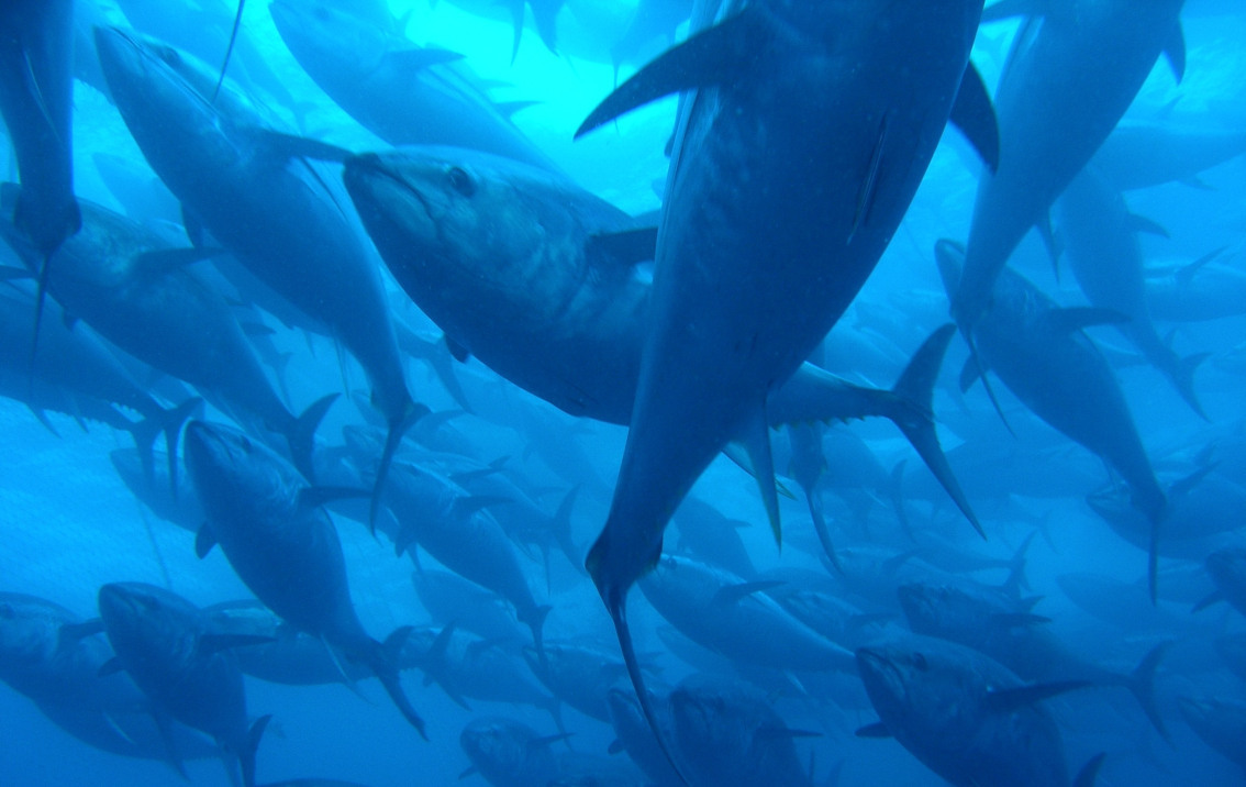 Huge conservation win! We’ve been pulling for Pacific bluefin tuna for decades—through research and policy work and @seafoodwatch. Now these spectacular ocean animals have a chance to bounce back!