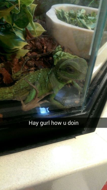ugly-bread:  I went to a pet store today