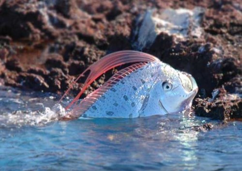 wankercat:underthevastblueseas:At up to 36ft in length, the oarfish is the largest bony fish known t