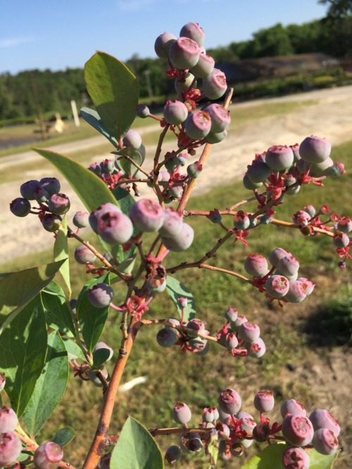 Vaccinium ‘Windsor’ - Blueberry