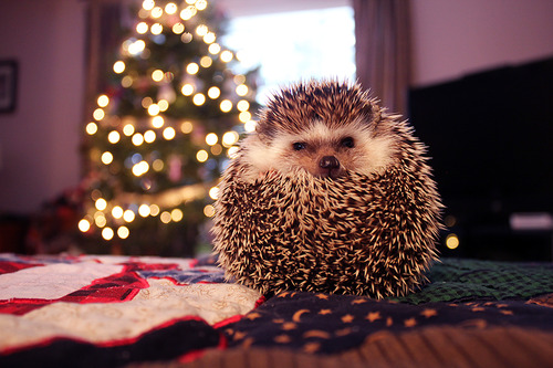 CHRISTMAS WONDERWORLD