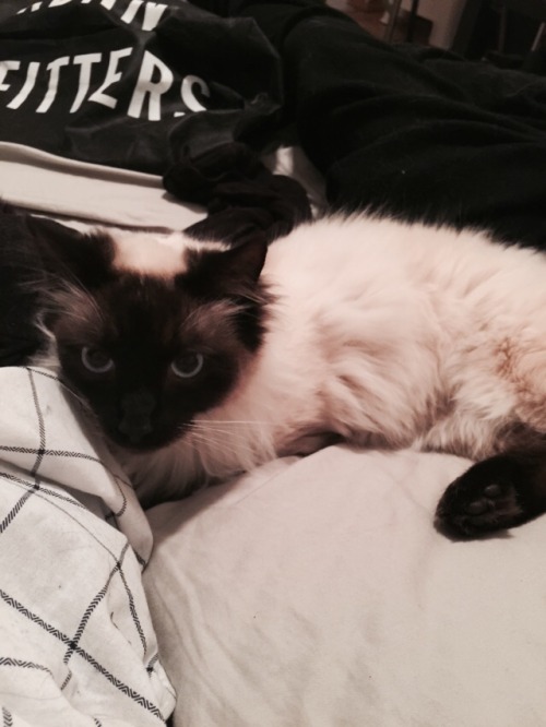 vongeist:just adopted today: jupiter, my long-haired siamese seal-point that i got from a local shel