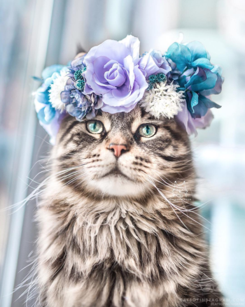 via @leo.mainecoon: “I woke up like this.”