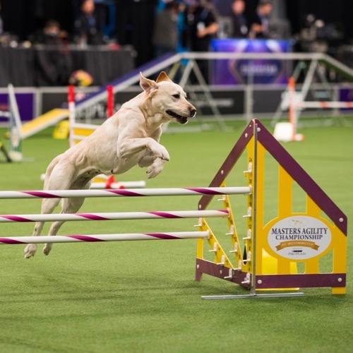 thedogist: Lacey, Labrador Retriever, 2018 Masters Agility Championship, New York, NY