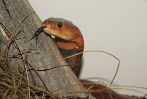 Todays Snake Is:The Red Spitting Cobra (Naja pallida) is a species of spitting cobra native to Afric