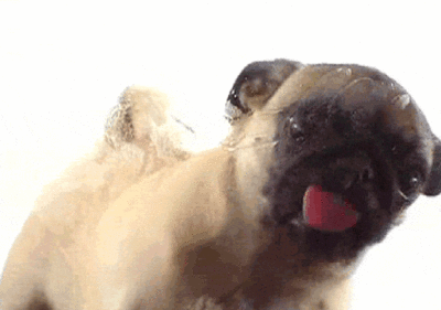 thematokialliance:  B.A.P as dogs Yongguk:  Himchan:  Daehyun:  Youngjae:  Jongup: