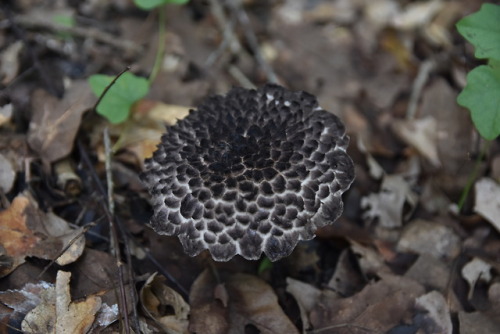 brett-outdoors: Probably my favorite mushroom cap texture, the old man of the woods (Strobilomyces s
