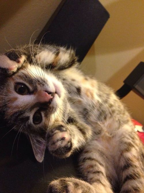cute-overload:  My little Bean was happy I came home after holidayshttp://cute-overload.tumblr.com