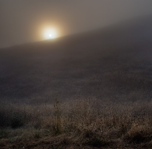 lensblr-network:  Smoke Sun  The sun rising over a grassy hill in the fog  This one’s on Mount Tamalpais, though you wouldn’t tell from the scenery. I went up here to get the majestic california landscape from high up, and ended up getting fogged