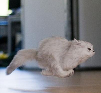 angstriddentrashhuman - coolcatgroup - wilder-flower - coolcatgroup - When my cat races around the...