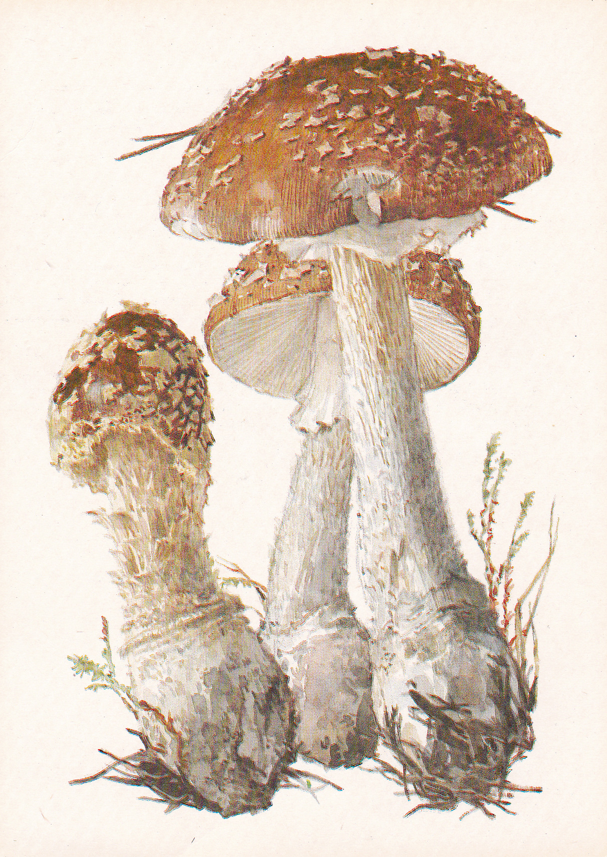 Fly agaric - from this postcard set (1984)