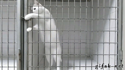 I love this and will always reblog this clever kitty!