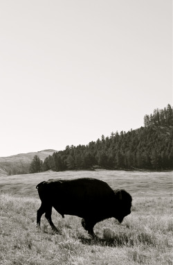 morsommen:  .  Yellowstone  .  05  . 