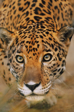 big-catsss:  Jaguar stalking, Panthera onca,