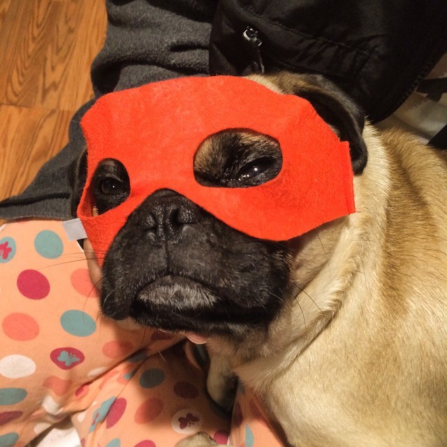 ilovepugs4ever:  Follow Dog Quotes.